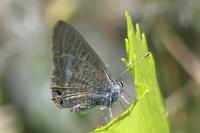 Lampides boeticus