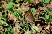 Lycaena phlaeas
