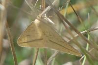 Aspitates gilvaria