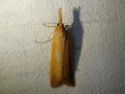 Schoenobius gigantella