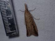 Schoenobius gigantella