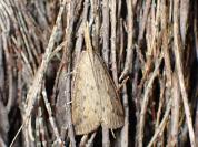 Schoenobius gigantella