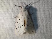 Spilosoma lubricipeda