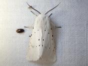 Spilosoma lubricipeda
