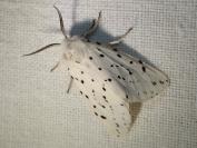 Spilosoma lubricipeda
