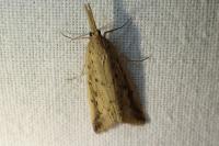 Schoenobius gigantella