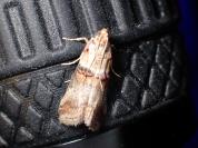 Acrobasis tumidana