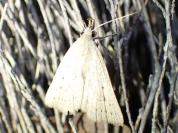 Macrochilo cribrumalis