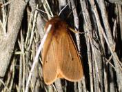 Phragmatobia fuliginosa