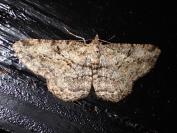 Peribatodes rhomboidaria