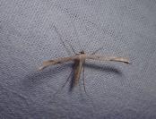 Emmelina argoteles/monodactyla