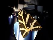 Euplagia quadripunctaria