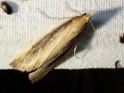 Donacaula forficella