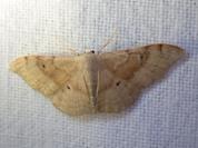 Idaea degeneraria