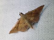 Endotricha flammealis