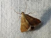 Endotricha flammealis