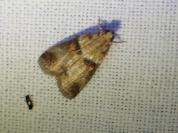 Acrobasis tumidana