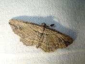 Horisme radicaria/tersata