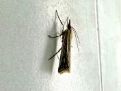 Ancylolomia tentaculella