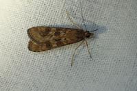 Nomophila noctuella