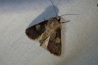 Agrotis puta