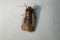Ochropleura plecta