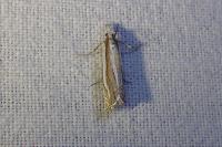 Crambus pascuella