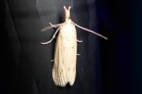 Ematheudes punctella