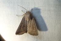 Hoplodrina ambigua