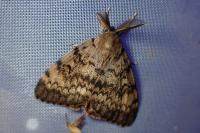 Lymantria dispar