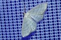 Idaea subsericeata
