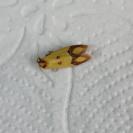 Agapeta zoegana