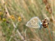 Polyommatus icarus
