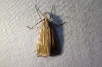 Ancylolomia tentaculella
