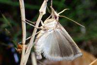 Ancylolomia tentaculella