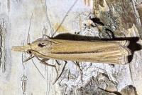 Ancylolomia tentaculella
