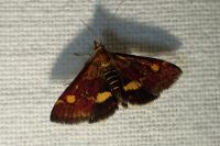 Pyrausta aurata