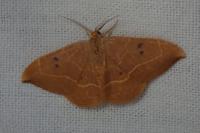 Watsonalla binaria