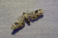 Eupithecia centaureata