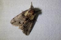 Drymonia velitaris