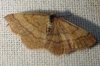 Scopula rubiginata