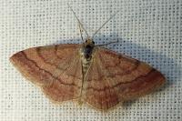 Scopula rubiginata