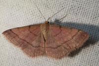 Scopula rubiginata