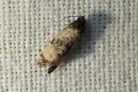 Cochylichroa atricapitana