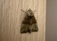 Mesoligia furuncula