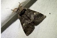 Drymonia querna