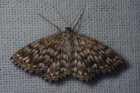 Scopula tessellaria
