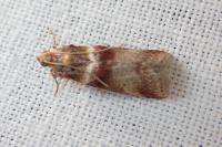 Acrobasis tumidana