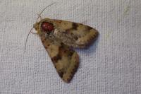 Heliothis viriplaca