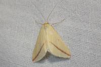 Rhodometra sacraria